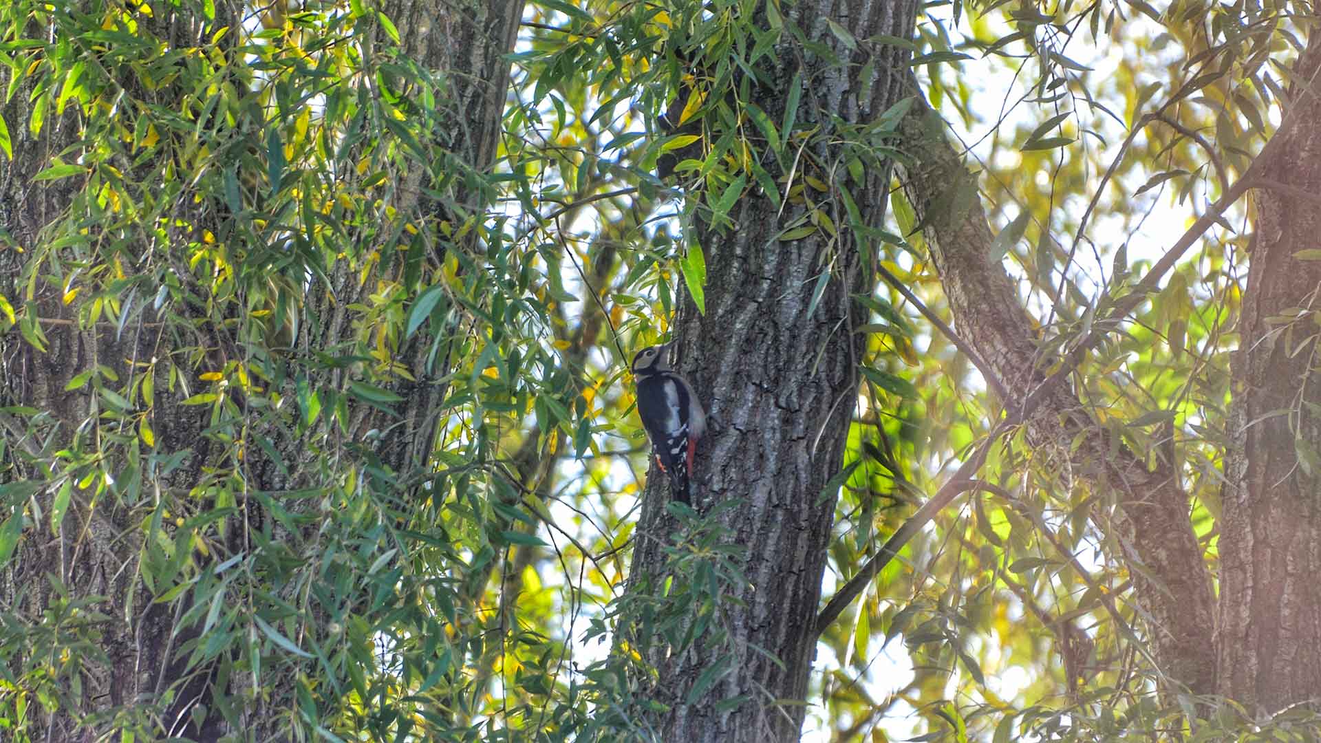 Landooe_FlightKinetic_Woodpecker